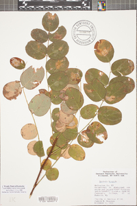 Robinia hispida image