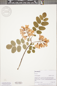 Robinia hispida image