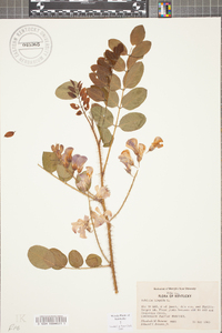 Robinia hispida image