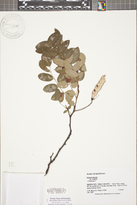 Robinia hispida image