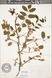 Robinia hispida image