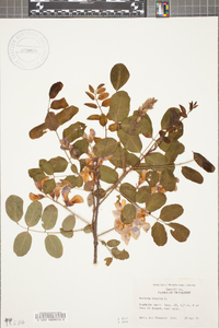 Robinia hispida image