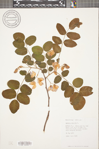 Robinia hispida image