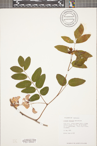 Robinia kelseyi image