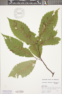 Castanea dentata image