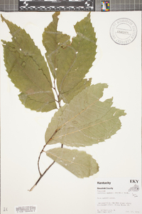 Castanea dentata image