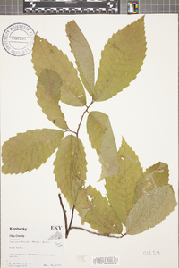 Castanea dentata image