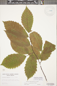 Castanea dentata image