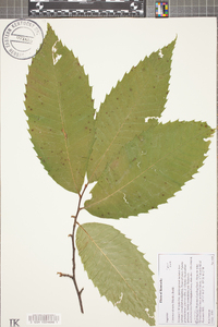 Castanea dentata image