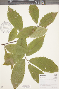 Castanea dentata image