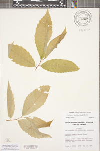 Castanea dentata image