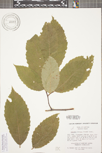 Castanea dentata image