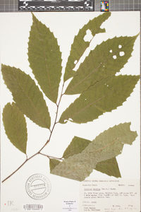 Castanea dentata image