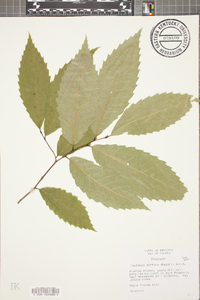 Castanea dentata image