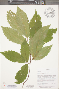 Castanea dentata image