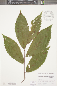 Castanea dentata image