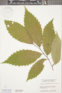 Castanea dentata image