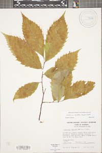 Castanea dentata image