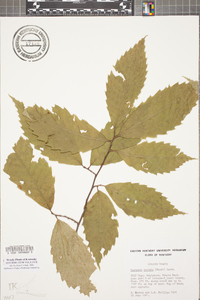 Castanea dentata image