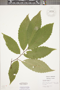 Castanea dentata image