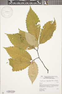 Castanea dentata image