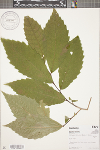 Castanea dentata image