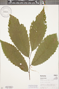 Castanea dentata image