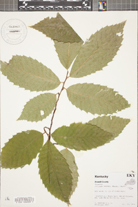 Castanea dentata image