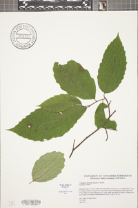 Castanea dentata image