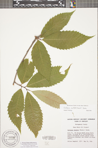 Castanea dentata image