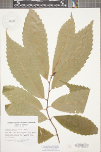 Castanea dentata image