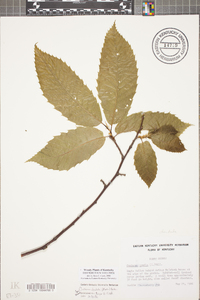 Castanea dentata image