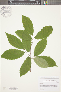 Castanea dentata image