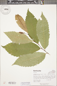 Castanea dentata image