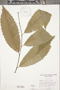 Castanea dentata image