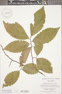 Castanea dentata image