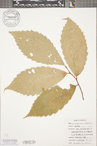 Castanea dentata image