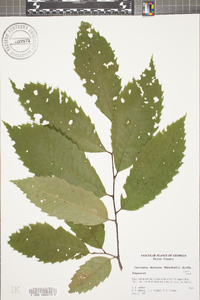 Castanea dentata image