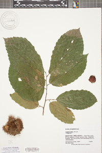 Castanea sativa image