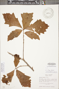 Quercus bicolor image