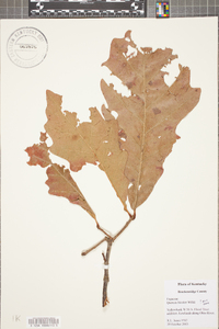 Quercus bicolor image