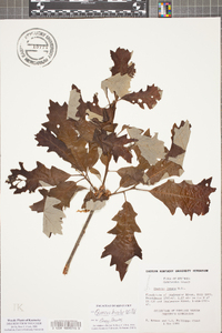 Quercus bicolor image