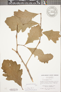 Quercus bicolor image