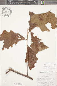 Quercus bicolor image