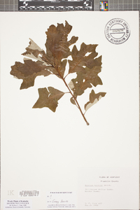 Quercus bicolor image