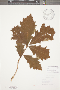 Quercus bicolor image