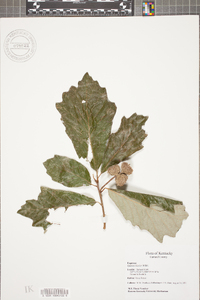 Quercus bicolor image