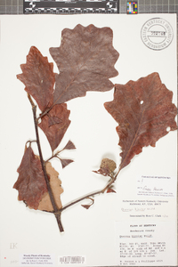 Quercus bicolor image