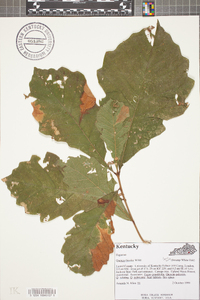 Quercus bicolor image