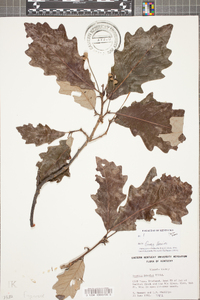 Quercus bicolor image